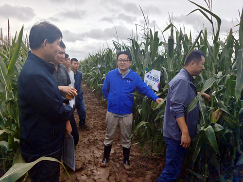 1-29999js金沙老品牌种业考察调研玉米产业黄淮海市场_副本.jpg