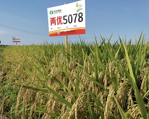 亩产超750公斤！水稻品种“两优5078”交出喜人答卷_副本.jpg