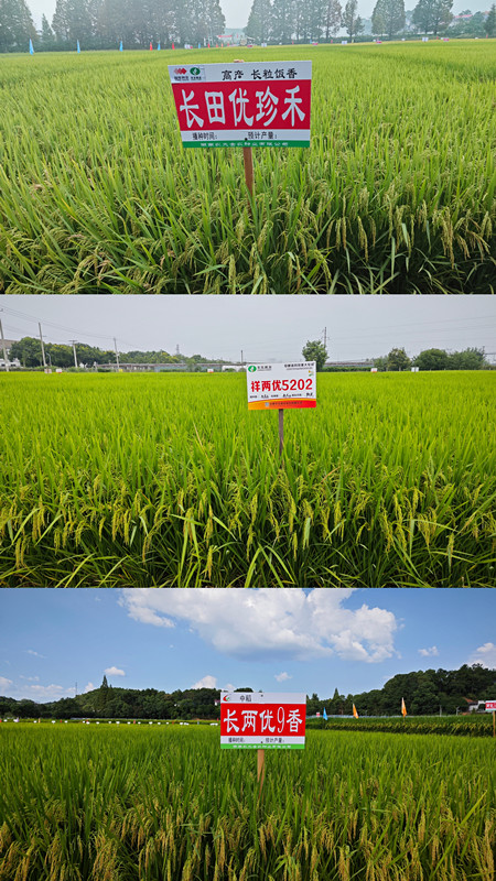5-水稻新品种_副本.jpg