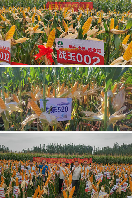 2-玉米新品种_副本_副本.jpg