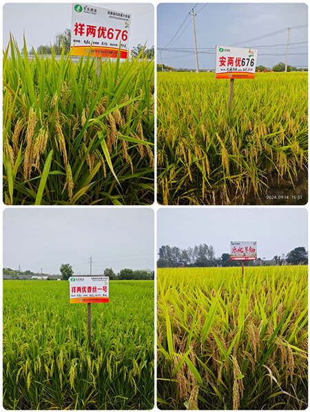 4-水稻新品种_副本_副本.jpg