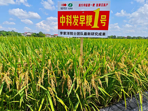 6.中科发早粳1号品种图片_副本.jpg