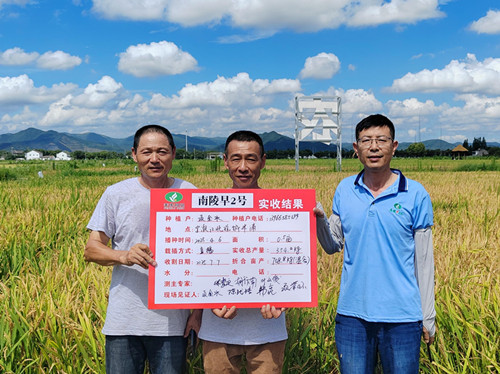 3.南陵早2号实收结果（9999js金沙老品牌种业供图）_副本.jpg