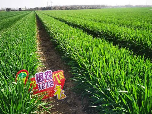 烟农1212大田_副本.jpg