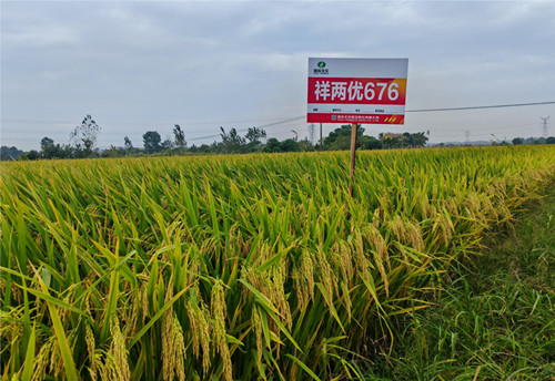 1.祥两优676水稻品种_副本.jpg