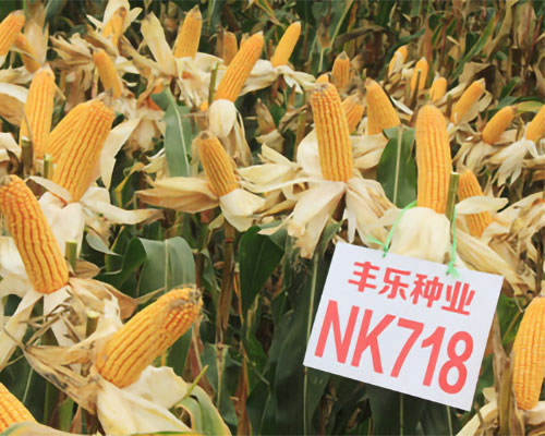 NK718
