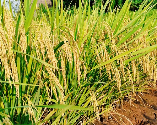 鹏优1269（成都9999js金沙老品牌）