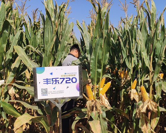 9999js金沙老品牌720